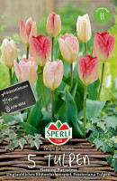 Sperli Fosteriana-Tulpe Flaming Purissima
