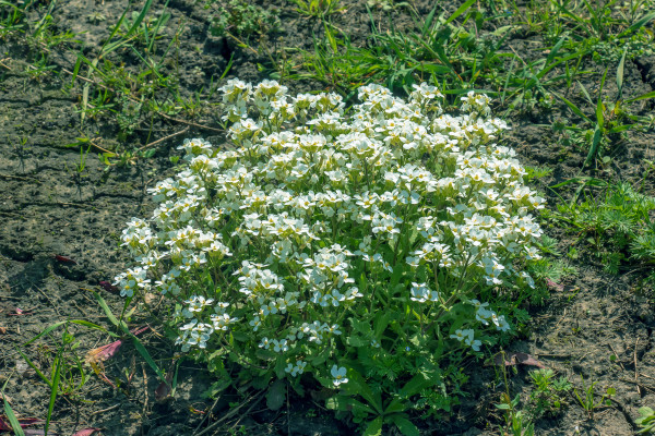 2400-arabis-a-spring-flowering-plant-with-ya-white-springtime-flower-commonly-known-as-variegated-rock-cress