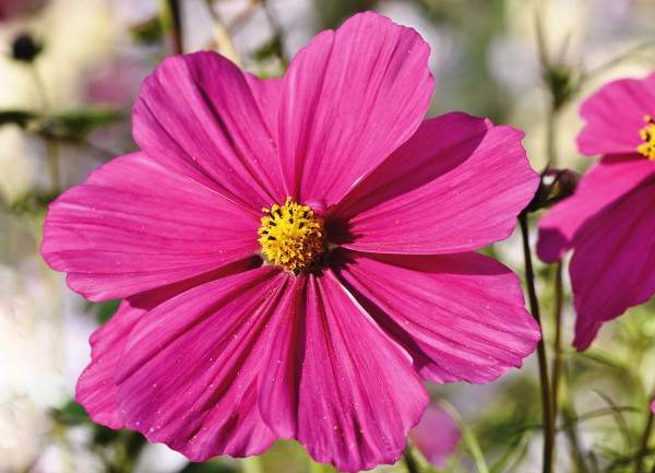 cosmea-4733466_1920