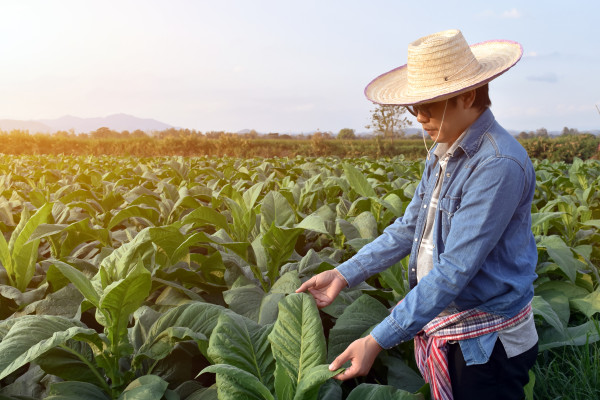 2400-asian-horticulture-geneticist-is-working-on-local-tobacco-farm-to-store-data-of-planting-cultivar-development-and-plant-diseases-in-the-afternoon-soft-and-selective-focus