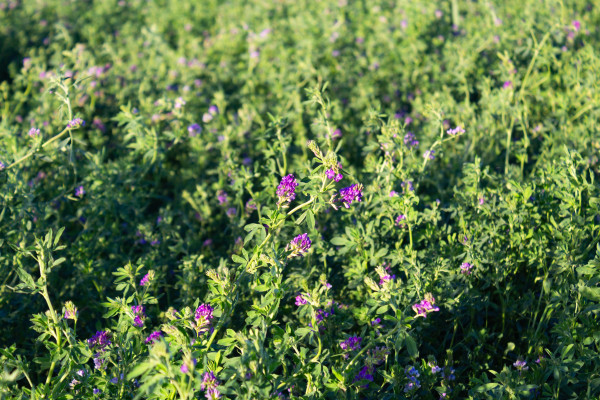 2400-alfalfa-plantation-in-the-argentinian-countryside