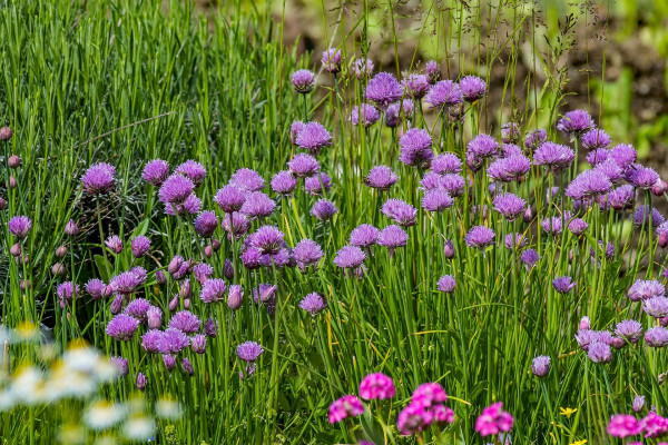 chives-4230782_1920