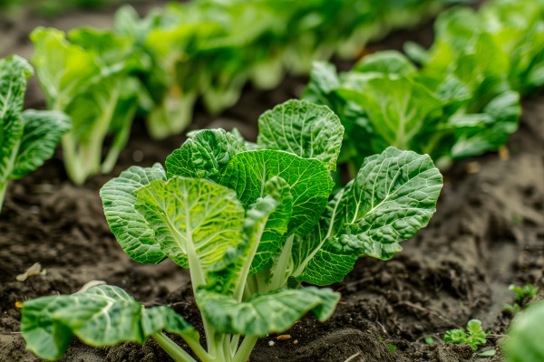 2400-close-up-of-green-plants-in-dirt