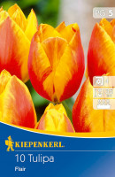 Kiepenkerl Einfache frühe Tulpe Flair