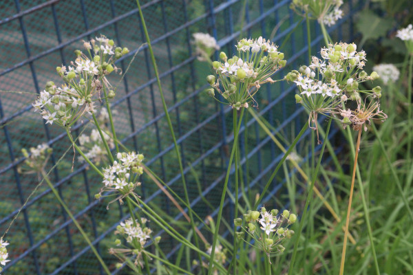 2400-garlic-chives-flower-on-plant-in-nursery