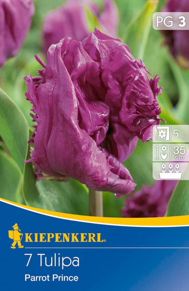Produktbild von Kiepenkerl Papagei Tulpe Parrot Prince mit Nahaufnahme der lila Blüten und Verpackungsdesign samt Markenlogo und Pflanzinformationen.