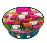 Sperli Young Generation Happy Island