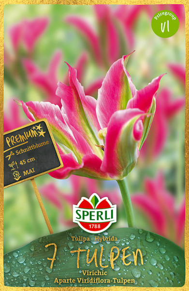 Premium Viridiflora Tulpe Virichic