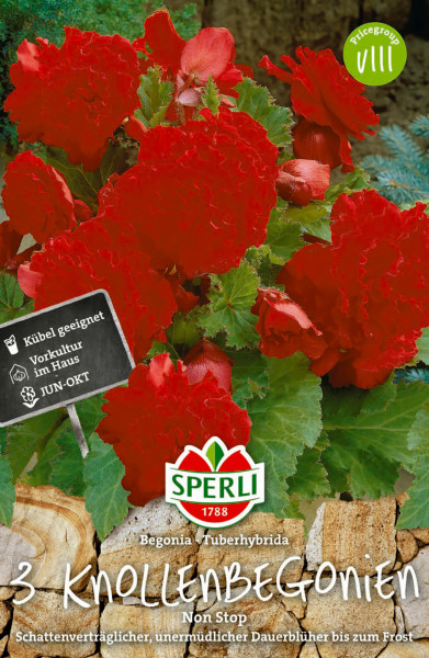 Produktbild von Sperli Begonie Non Stop rot mit blühenden roten Blumen und einem Hinweisschild zu Eigenschaften wie Kübel geeignet und Dauerblüher neben dem Firmenlogo.