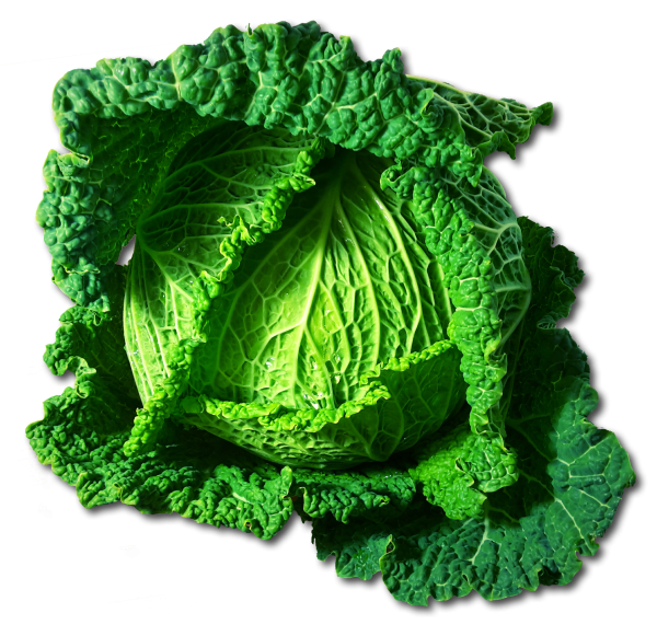 cabbage-1128482_1920