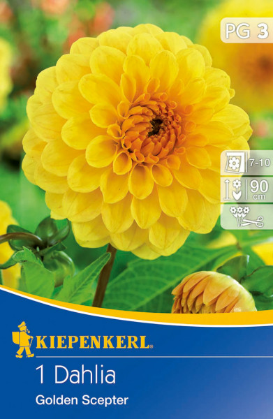 Produktbild von Kiepenkerl Pompon-Dahlie Golden Scepter mit Abbildung einer gelben Dahlienblüte und Verpackungsinformationen