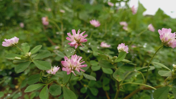 2400-reversed-clover-persian-clover-shaftal-syn-t-resupinatum-l-var-majus-boss-t-suaveolens-willd-or-trifolium-resupinatum-1