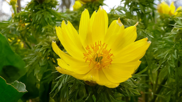 2400-adonis-vernalis-disappearing-early-blooming-in-spring-among-the-grass-in-the-wild-1