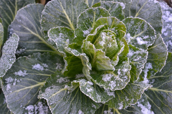 cabbage-4990305_1280