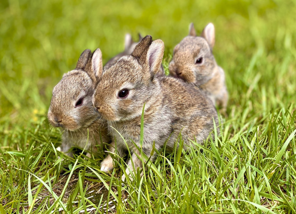 rabbits-5363546_1280