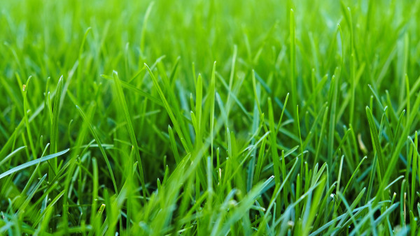 large-close-up-vibrant-green-grass-lawn-natural-greenery-background-texture-of-lawn-garden-the-lush-blades-of-grass-fill-the-frame-lawn-for-training-football-pitch-grass-golf-cours