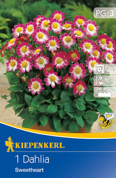 Produktbild von Kiepenkerl Baby-Dahlie Topmix Rosa mit Auge zeigt blühende Dahlien in Pink und Weiß sowie Verpackungsdesign mit Produktinformationen und Markenlogo.