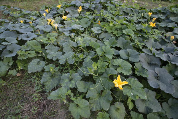 large-green-organic-vegetable-sweet-pumpkin-plantation-in-the-garden