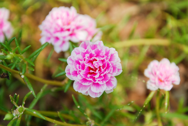 moss-rose-purslane-6564063_19209a8FgPIDnL22w