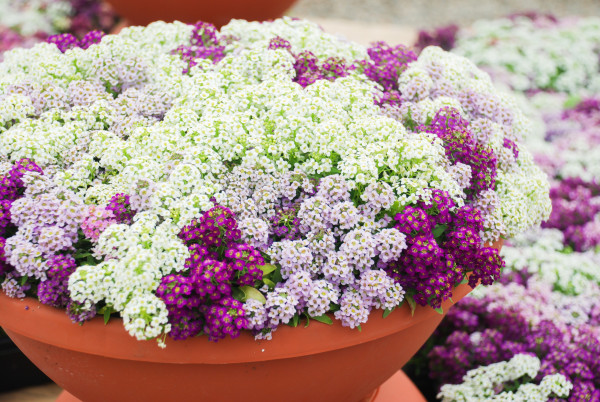 2400-alyssum-flowers-alyssum-in-sweet-colors-alyssum-in-a-red-brown-pot-on-wood-table