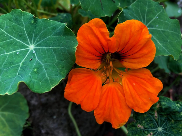 nasturtiums-4609995_1920