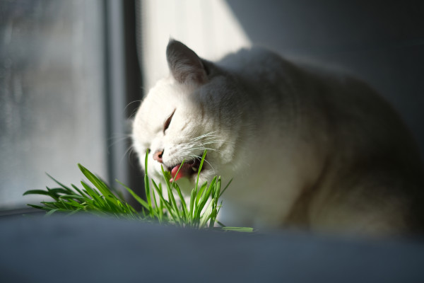 2400-a-white-kitten-eating-cat-grass