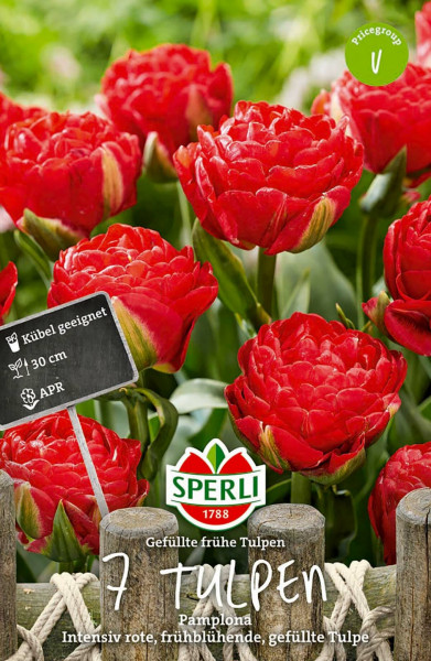 Sperli Gefüllte Frühe Tulpe Pamplona