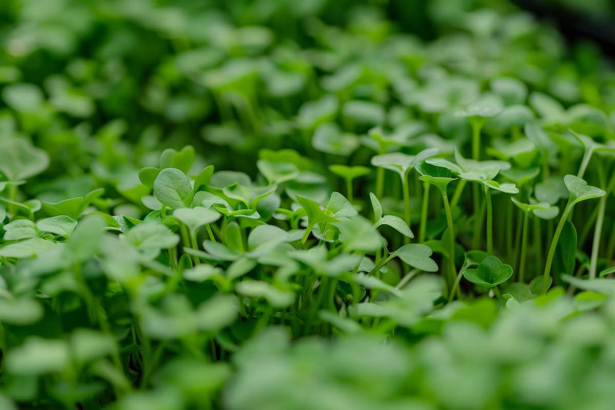 Kresse im Garten Der perfekte Anbau und Pflegeleitfaden Samen.de